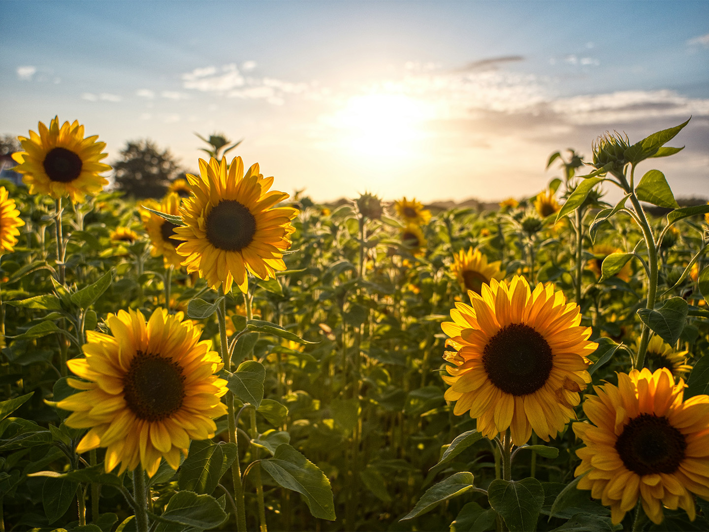 campos de girasoles barcelona