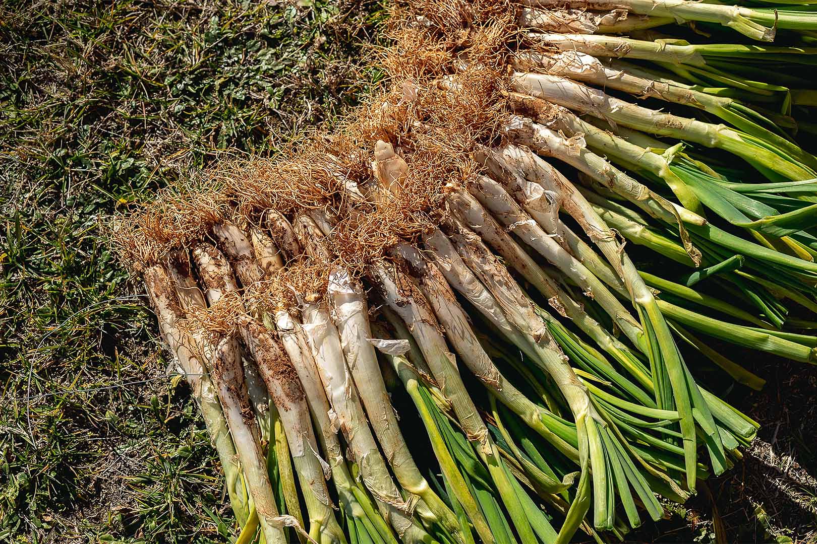 receta con calçots